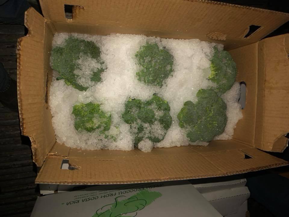 Brócoli
