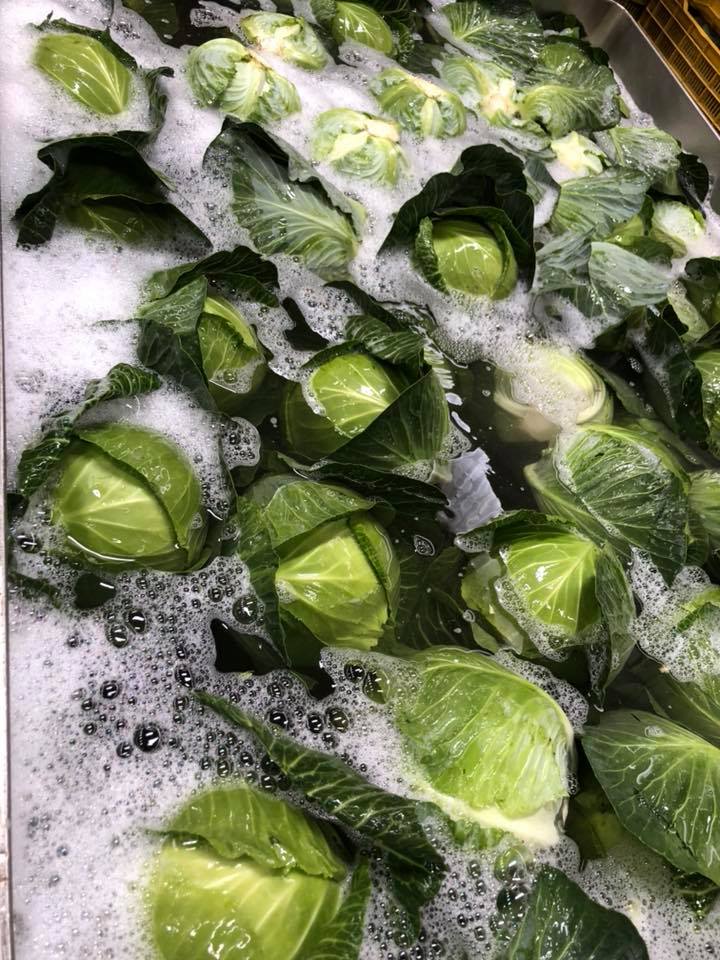 Repollo verde