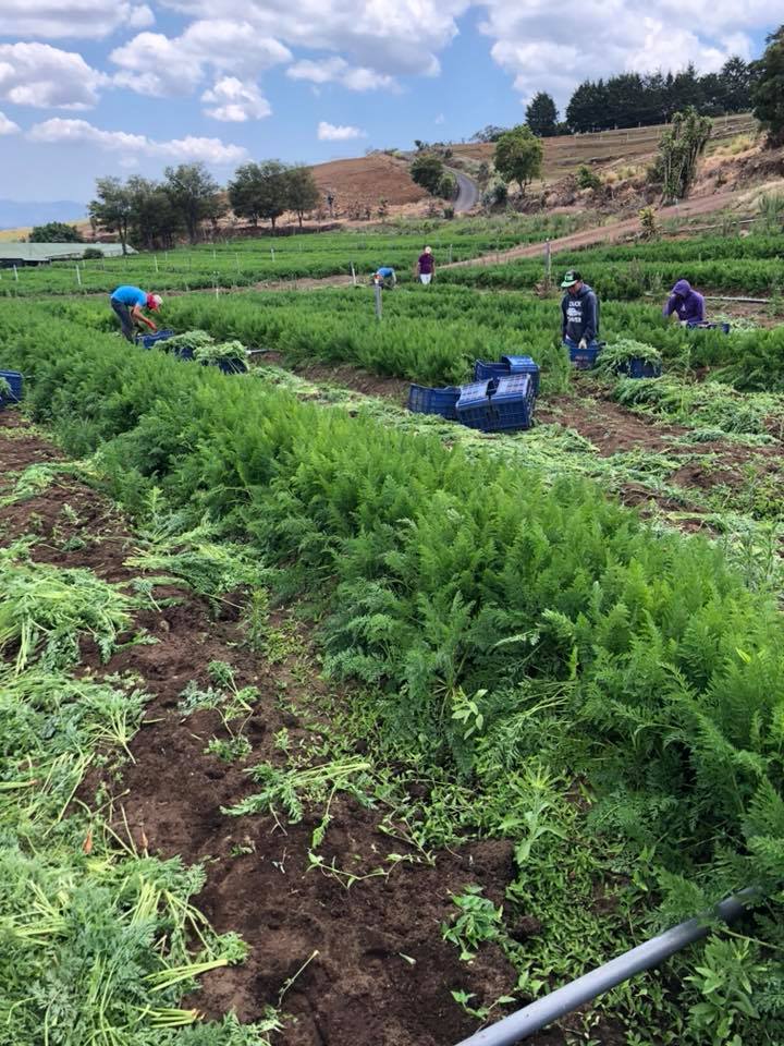 Cultivos Sema Foods