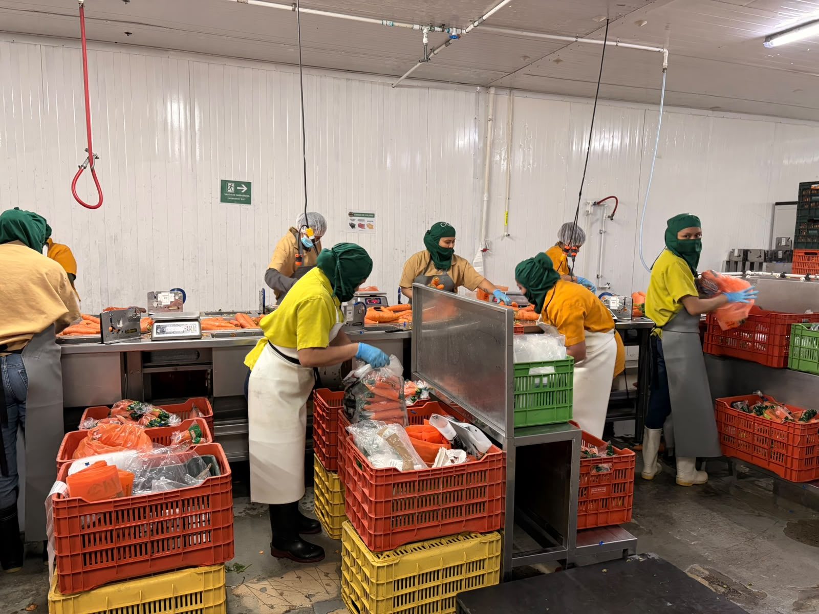 Línea de selección en la planta de empaque