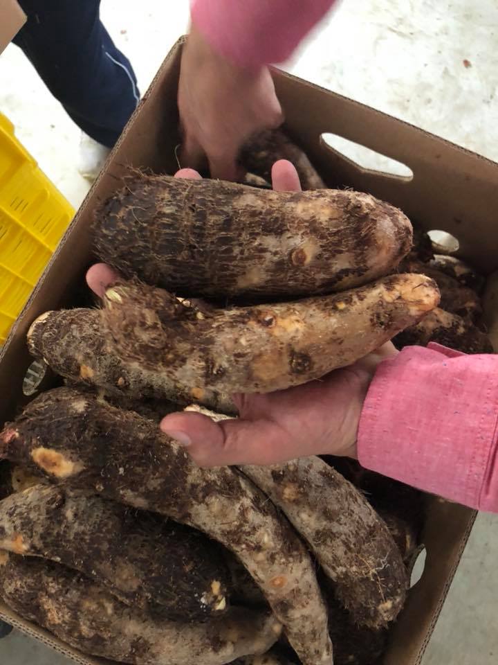 Yuca